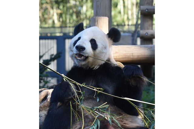 上野動物園、パンダの繁殖に向けた準備を開始 画像