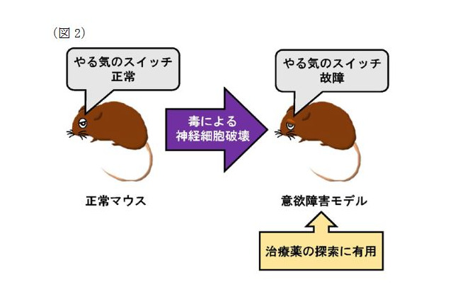 脳内の「やる気スイッチ」を発見、慶應義塾大ほか共同研究グループ 画像