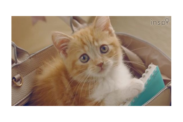 かわいすぎる！子猫の「プニプニ探しのたび」動画、コクヨ公式チャンネルで 画像