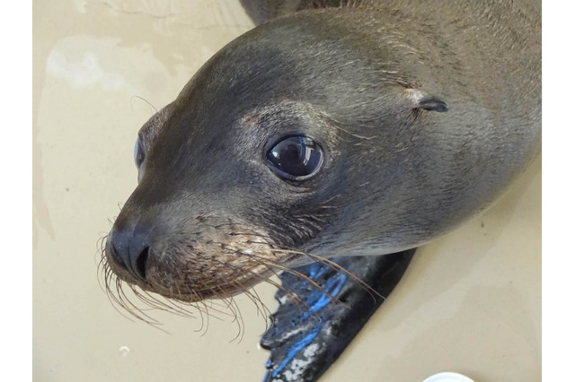 アクアワールド大洗、赤ちゃんアシカの名前募集…3月に命名式 画像