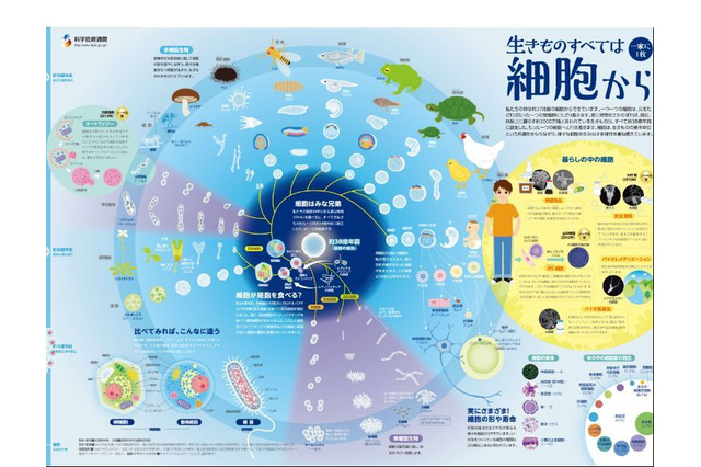 iPS細胞作製から10年…一家に1枚「生きものすべては細胞から」刊行 画像