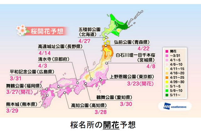 桜前線ゆっくり北上、関東は入学式シーズンに満開か 画像