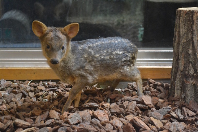 赤ちゃんプーズーの名前を投票で決定、こども動物自然公園4/1-9 画像