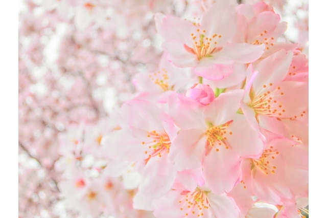 平成29年度鴎友学園女子中学校、吉野明校長の式辞…全文掲載 画像