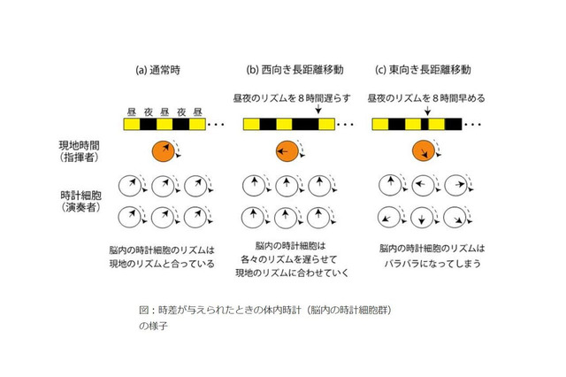 出発前日の早起きで時差ボケを軽減、京大×お茶の水大 画像