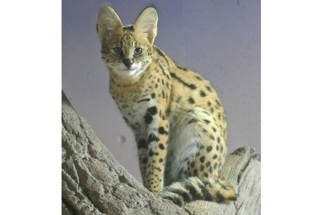 豊橋総合動植物公園、サーバルキャットのお名前は「ステル」ちゃんに決定 画像