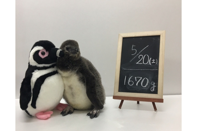 お名前は？すみだ水族館の赤ちゃんペンギンウィーク6/22-7/2 画像