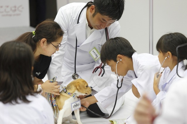 【夏休み2017】バイエル、どうぶつのお医者さん体験…予約は7/11から 画像