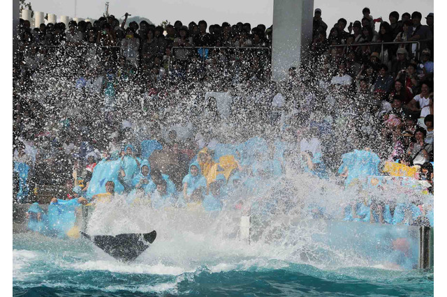 【夏休み2017】シャチのスコールや夜の水族館、限定企画続々…鴨川シーワールド 画像