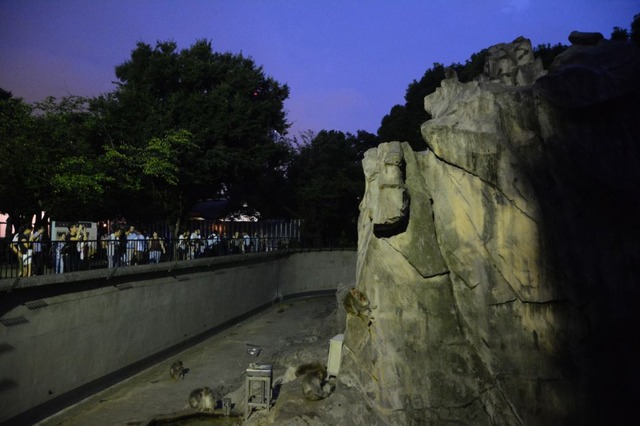 【夏休み2017】夜の動物園・ナイトズー、東京・神奈川・大阪の6園を特集 画像