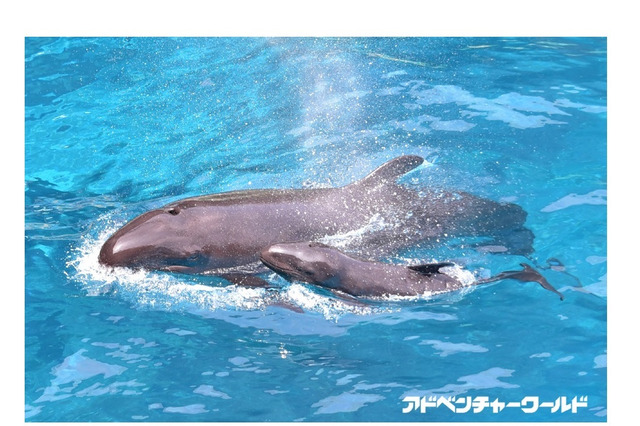 すくすく育ってね、アドベンチャーワールド「オキゴンドウ」の赤ちゃん誕生 画像