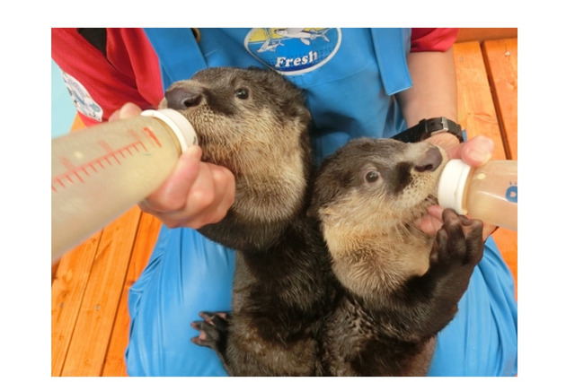 双子のツメナシカワウソの赤ちゃんの名前募集…伊勢シーパラダイス 画像