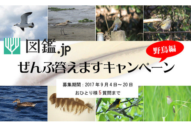 野鳥の名前、ぜんぶ答えます…「図鑑.jp」が9/20まで質問募集 画像