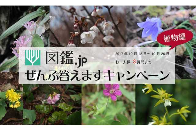 図鑑.jp「ぜんぶ答えますキャンペーン」植物編、10/26まで質問募集 画像