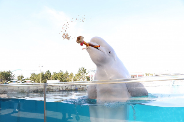 水族館ならではの豆まきを楽しもう、シーパラの節分イベント1/27-2/4 画像