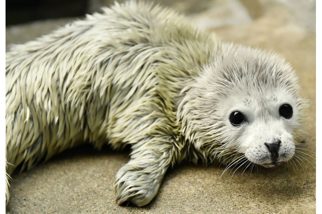 海遊館でゴマフアザラシの赤ちゃんが誕生…1日1kg以上の体重増加も 画像