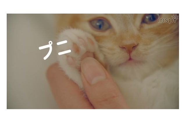 2/22は猫の日、いやしの子猫と「プニプニ探しのたび」 画像