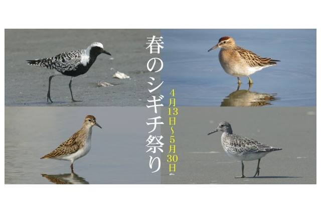 図鑑.jp、春のシギチ祭り5/30まで…特別図鑑を無料公開 画像