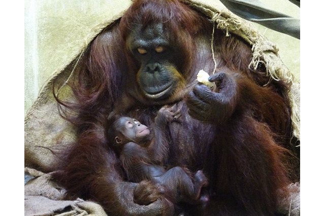 多摩動物公園、オランウータンの赤ちゃん4年ぶり誕生…7/19まで名前投票 画像