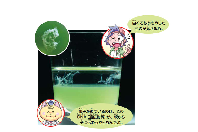 【自由研究】野菜からDNAを取り出そう!(小学生向け) 画像