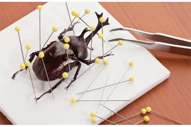 【自由研究・生物】昆虫のからだのしくみを知り、標本を作ろう（中学生向け） 画像