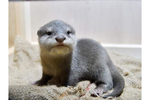 サンシャイン水族館、コツメカワウソの赤ちゃん1/16より一般公開 画像