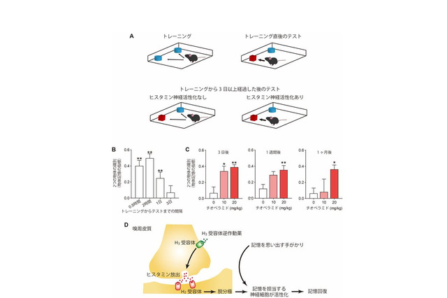 忘れた記憶が薬で復活、成績悪いほど効果大…東大など検証 画像