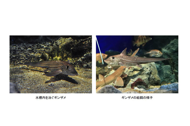 長期飼育が難しい深海魚「ギンザメ」展示…鴨川シーワールド 画像