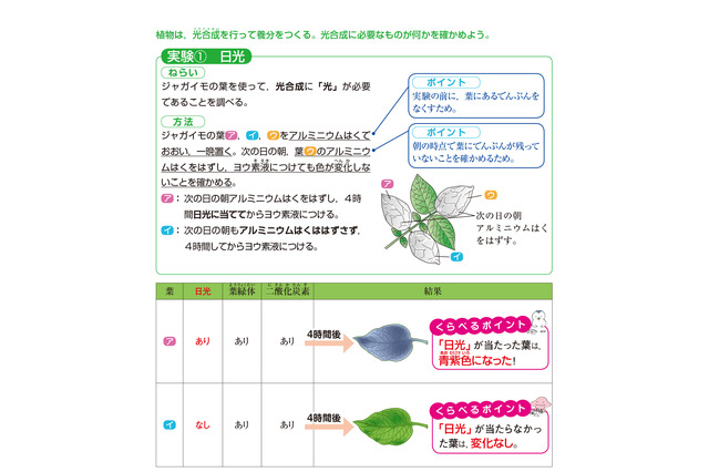 【中学受験】入試でる度★★★「養分のでき方」理科・植物 画像