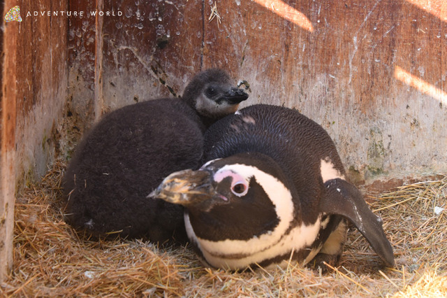 アドベンチャーワールドに7羽のケープペンギンの赤ちゃん誕生 画像