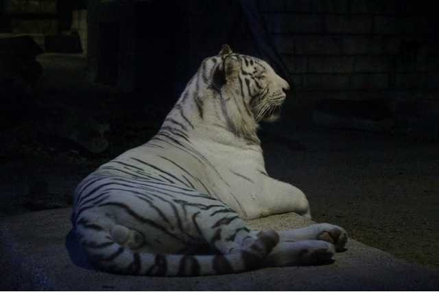 【夏休み2019】東武動物公園夜間イベント…エサやり体験・ホタル鑑賞など 画像