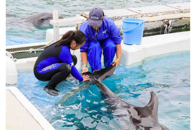 鴨川シーワールドでトレーナー体験10月…小5・6対象 画像