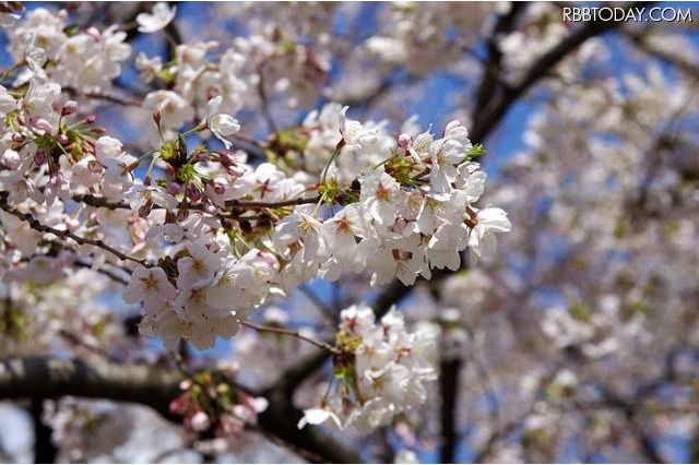 桜の開花いよいよ本番…関東では今週末お花見日和 画像