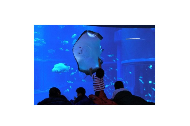水族館に宿泊、小中学生対象の大阪・海遊館「おとまりスクール」 画像