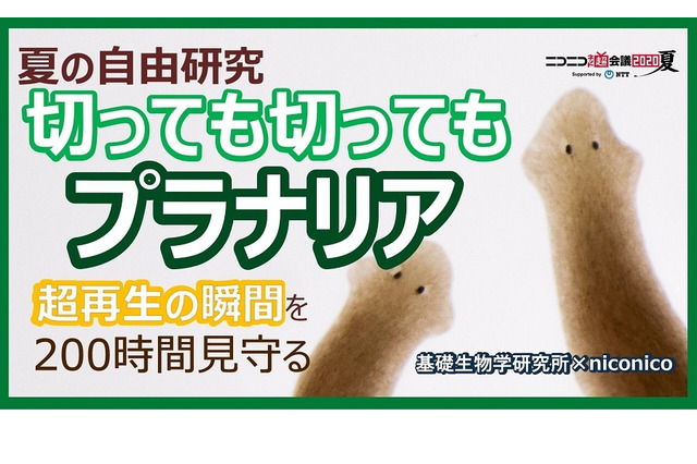 【夏休み2020】超再生の瞬間を200時間観察「切っても切ってもプラナリア」 画像