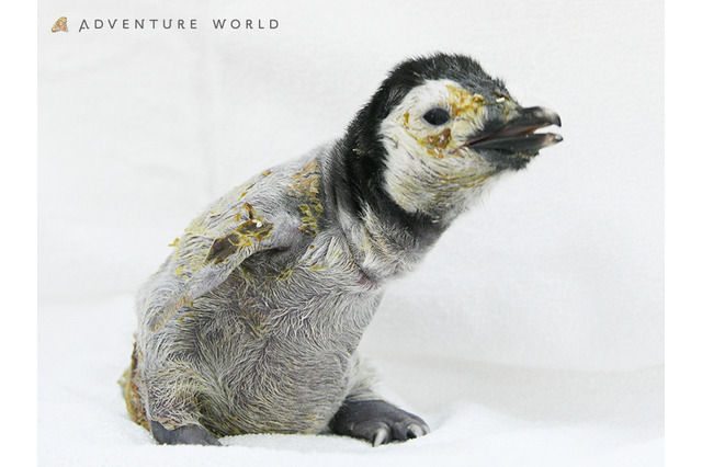 ペンギンの赤ちゃん、アドベンチャーワールドで公開 画像