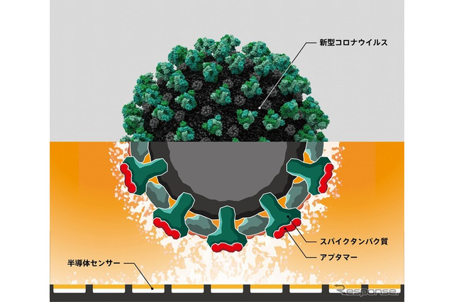 新型コロナウイルス検出するバイオセンサー、東海大ら開発 画像