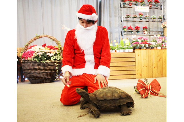 板橋熱帯環境植物館、クリスマス特別企画12/7-26 画像