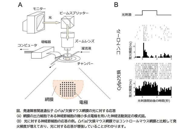 発達障害の関連遺伝子の欠損で網膜・視覚機能が変化 画像