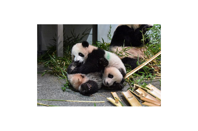 赤ちゃんパンダ2頭を一般公開…上野動物園 画像