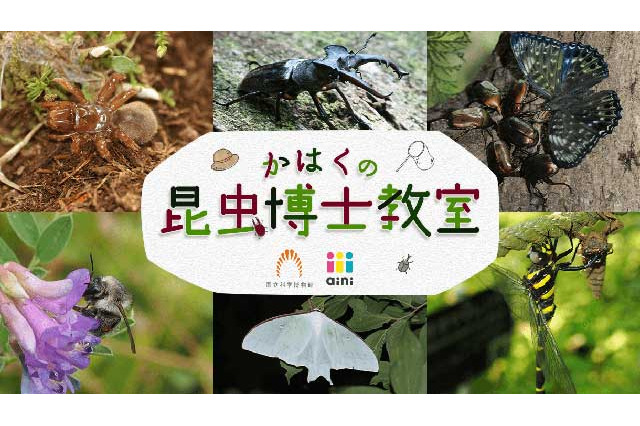 「かはくの昆虫博士教室」1月開講、12/22に体験授業 画像