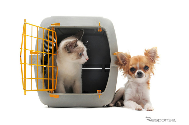 ペット同行避難の原則「知らない」8割超…防災対策 画像