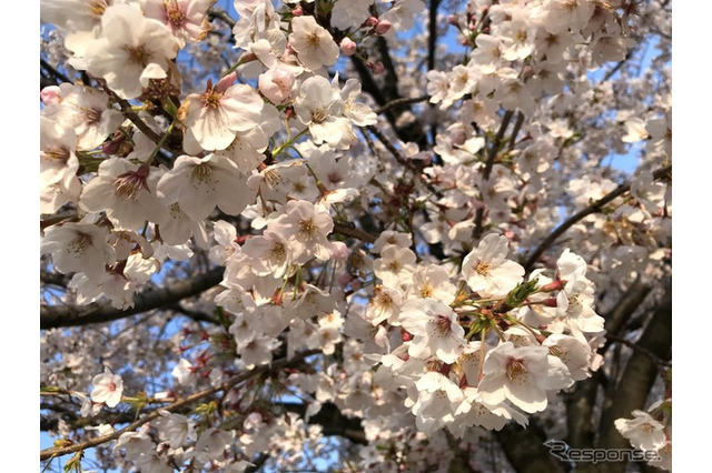 桜開花マップ、名所1000か所…Yahoo! MAPが提供開始 画像