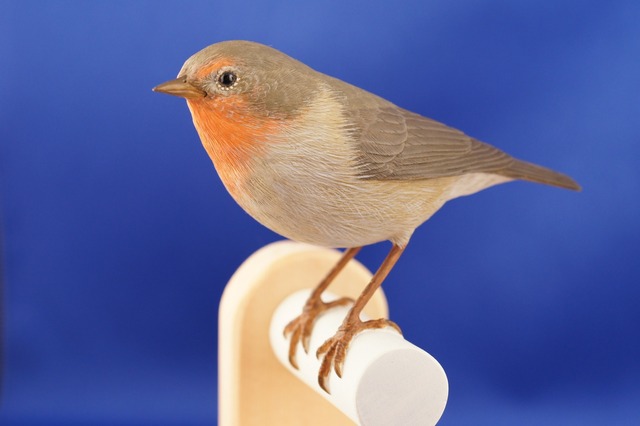 みなと科学館春の企画展「ダーウィンを驚かせた鳥たち」3/25-5/8 画像