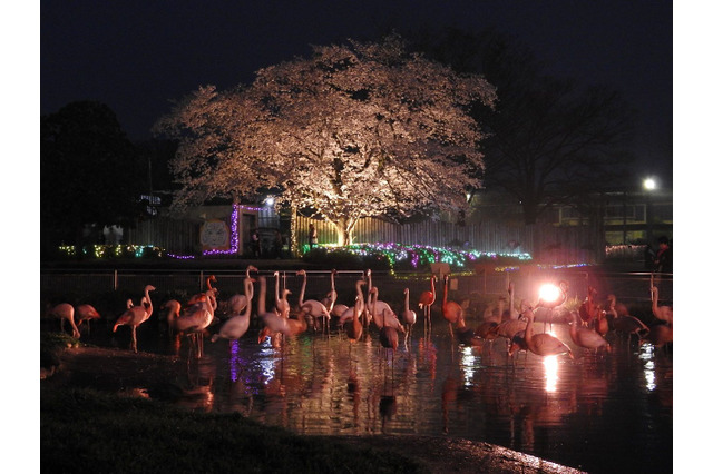 【春休み2022】東武動物公園「春のナイトZOO」 画像
