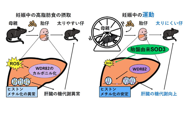 妊娠中の運動が子の肥満防ぐ…東北大等の研究グループ 画像