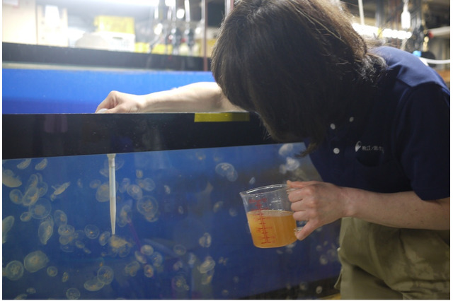 【夏休み2022】ODAKYU湘南GATE×新江ノ島水族館「おでかけえのすい」 画像