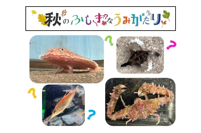 上越市立水族博物館、秋のイベント開催中…SDGs・謎解きも 画像