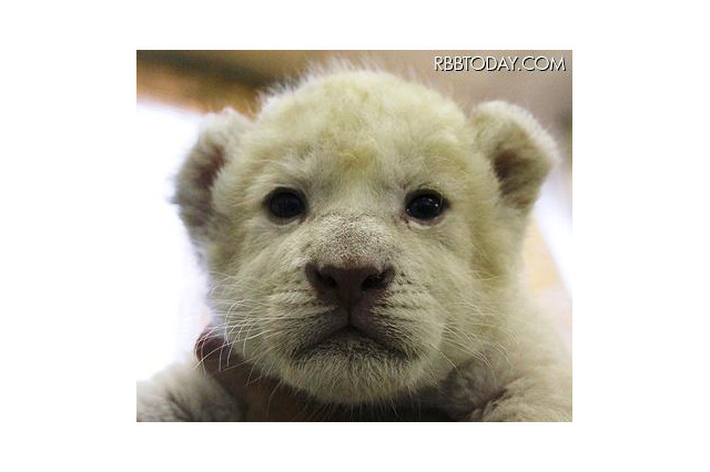 ホワイトライオンの赤ちゃんの名前募集、母親は「メープル」 画像