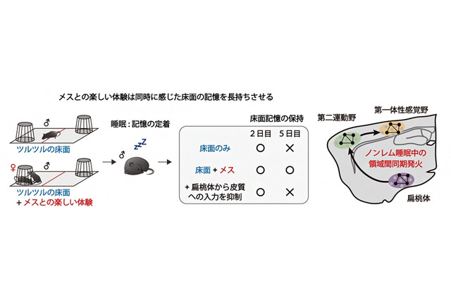 楽しい体験は睡眠中に脳の協調性を高める…理研ら研究 画像